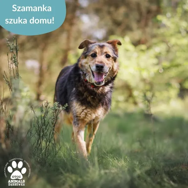 Pies do adopcji, Dąbrówka, 28 maja 2025 (2/5)