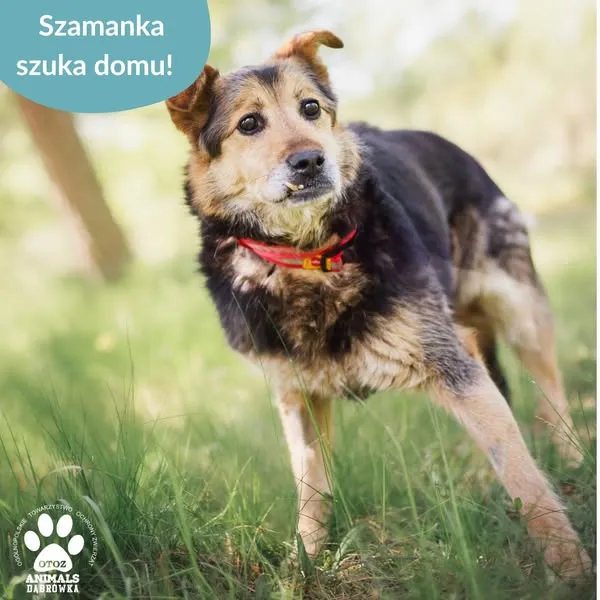 Pies do adopcji, Dąbrówka, 28 maja 2025 (3/5)