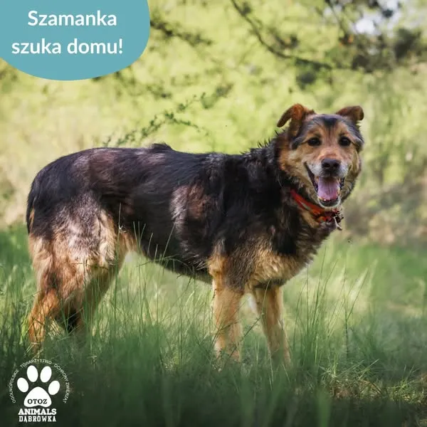 Pies do adopcji, Dąbrówka, 28 maja 2025 (4/5)