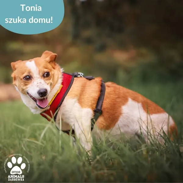Pies do adopcji, Dąbrówka, 28 maja 2025 (3/5)
