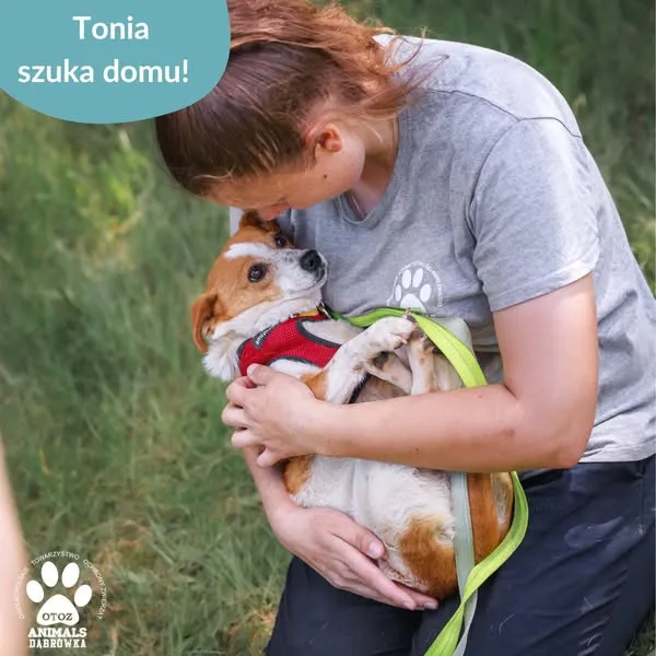 Pies do adopcji, Dąbrówka, 28 maja 2025 (4/5)