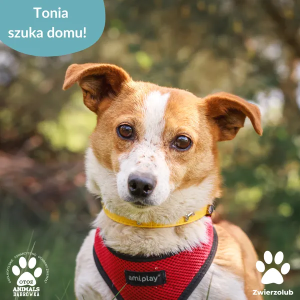 Pies do adopcji, Dąbrówka, 28 maja 2025 (5/5)
