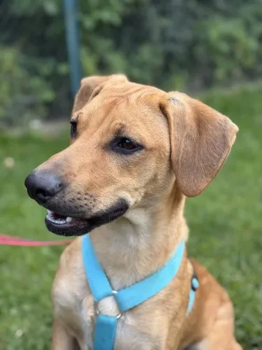 Pies do adopcji, Kraków, 14 maja 2025 (1/5)