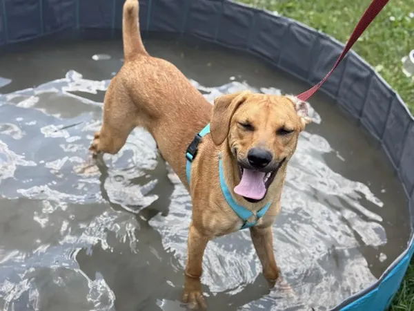 Pies do adopcji, Kraków, 14 maja 2025 (2/5)