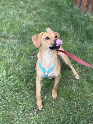 Pies do adopcji, Kraków, 14 maja 2025 (4/5)