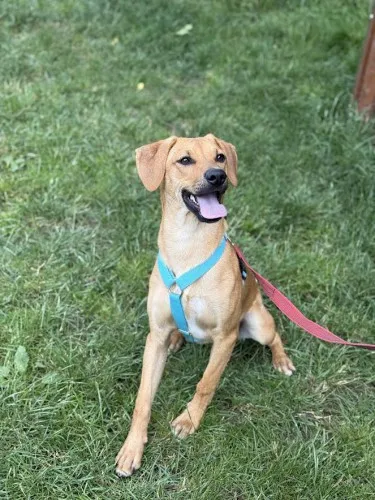 Pies do adopcji, Kraków, 14 maja 2025 (5/5)