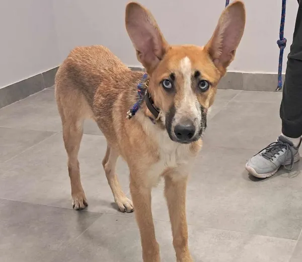 Znaleziono psa, Toruń, 27 maja 2025