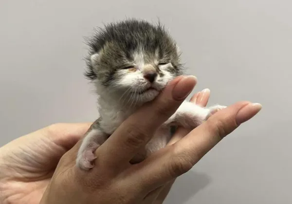 Znaleziono kota, Toruń, 27 maja 2025