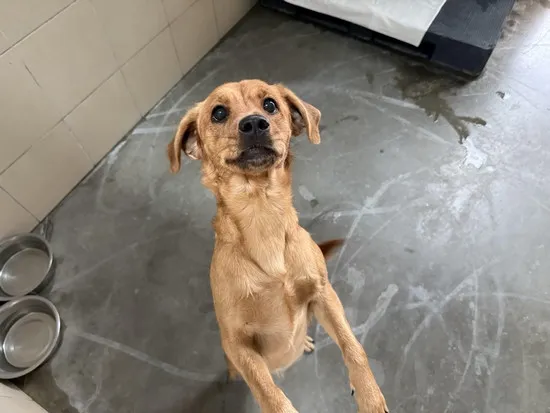 Pies do adopcji, Kraków, 11 maja 2025