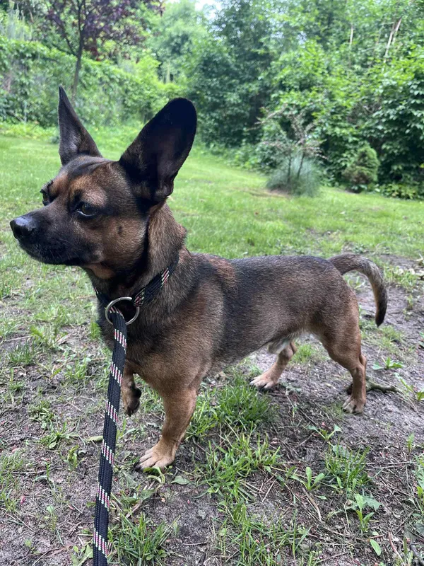 Pies do adopcji, Włocławek, 28 maja 2025 (4/5)