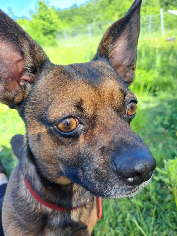 Pies do adopcji, Włocławek, 28 maja 2025 (5/5)