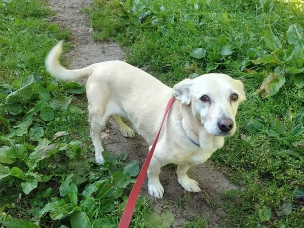 Pies do adopcji, Włocławek, 28 maja 2025 (1/4)