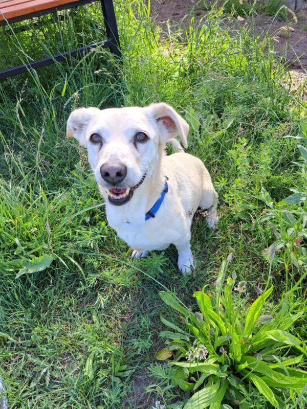 Pies do adopcji, Włocławek, 28 maja 2025 (2/4)