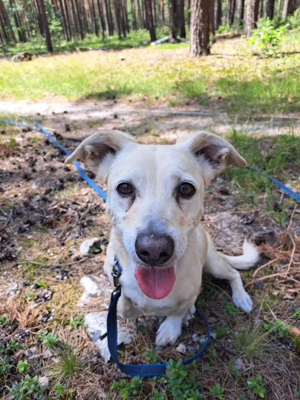 Pies do adopcji, Włocławek, 28 maja 2025 (4/4)