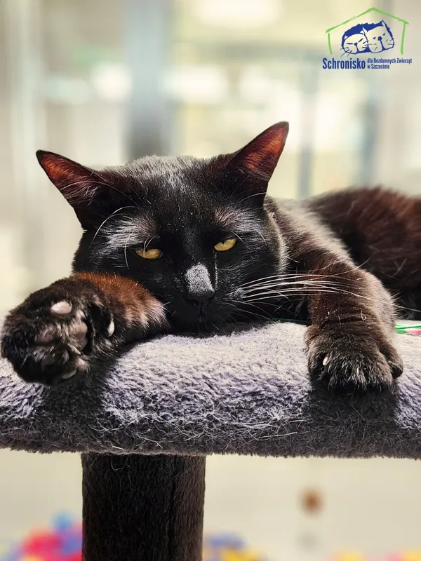 Kot do adopcji, Szczecin, 14 maja 2025 (3/3)