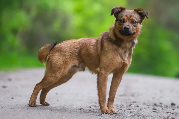 Pies do adopcji, Nowodwór, 28 maja 2025 (4/5)