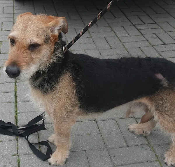 Znaleziono psa, Gdańsk, 29 maja 2025