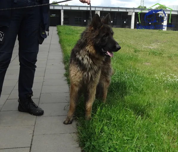 Znaleziono psa, Szczecin, 29 maja 2025