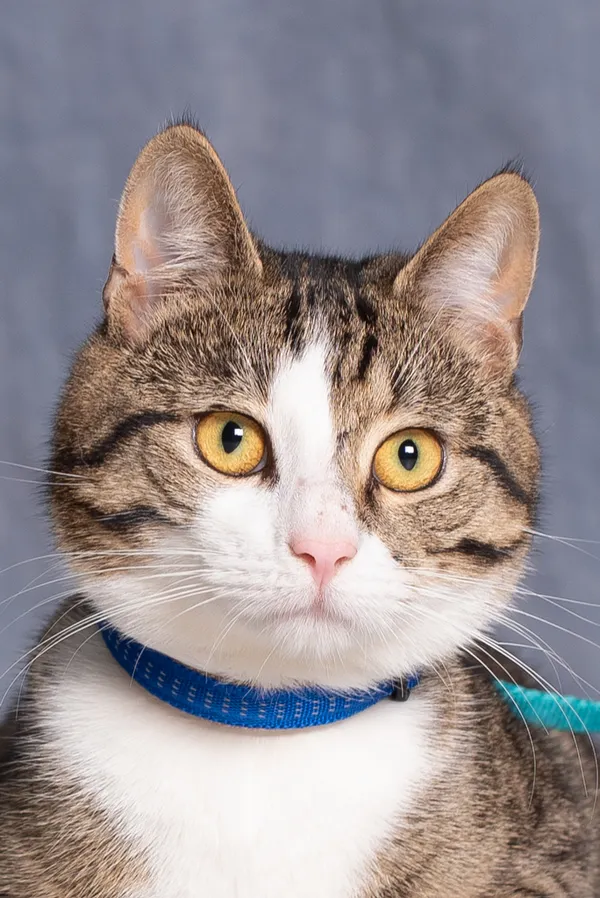 Kot do adopcji, Gdańsk, 29 maja 2025