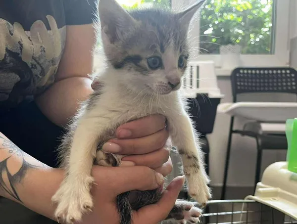 Znaleziono kota, Toruń, 29 maja 2025