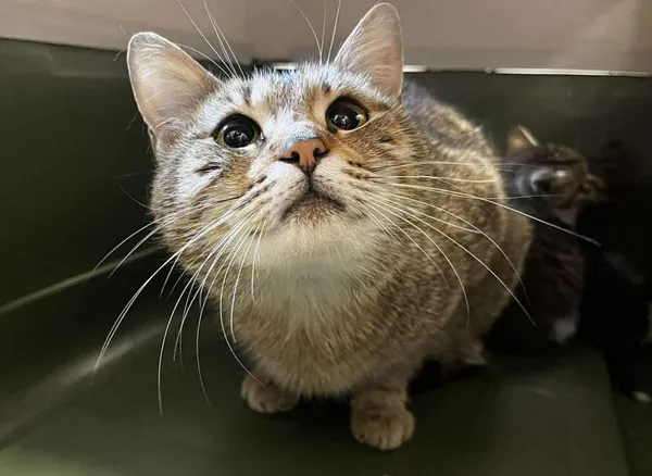 Znaleziono kota, Toruń, 29 maja 2025