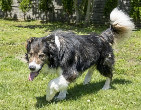 Pies do adopcji, Bełchatów, 1 maja 2025 (1/5)