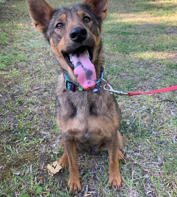 Pies do adopcji, Konin, 28 kwietnia 2024 (1/2)