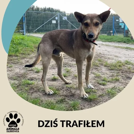 Znaleziono psa, Dąbrówka, 28 maja 2025 (1/2)