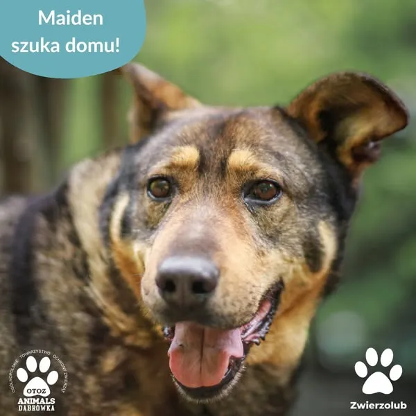 Pies do adopcji, Dąbrówka, 29 maja 2025 (1/5)