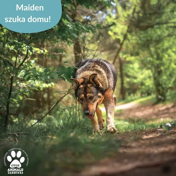 Pies do adopcji, Dąbrówka, 29 maja 2025 (2/5)