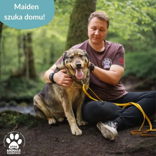 Pies do adopcji, Dąbrówka, 29 maja 2025 (3/5)
