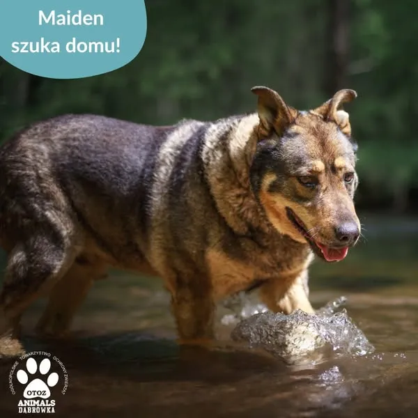 Pies do adopcji, Dąbrówka, 29 maja 2025 (4/5)