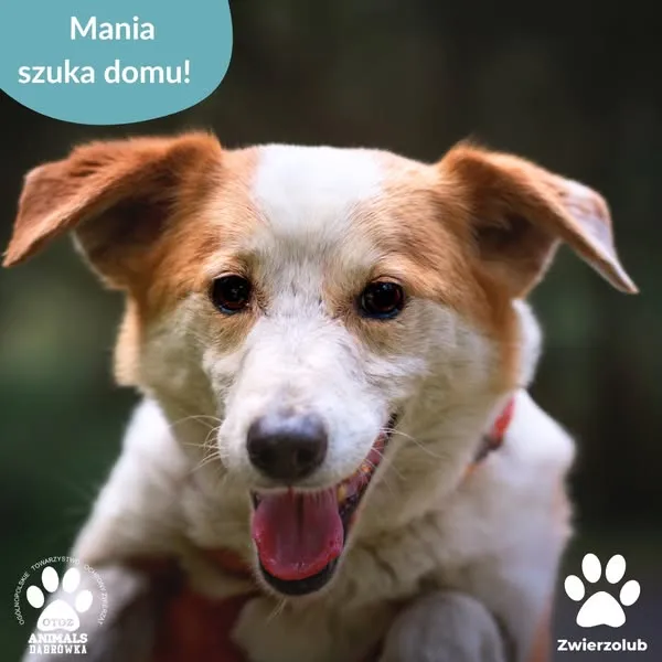 Pies do adopcji, Dąbrówka, 29 maja 2025 (1/5)