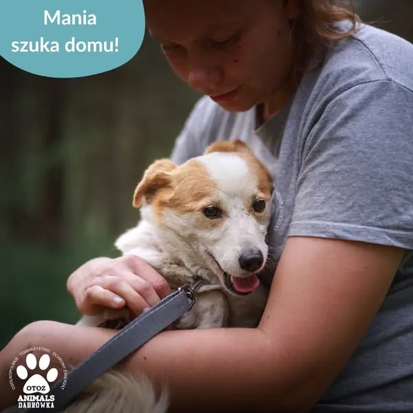 Pies do adopcji, Dąbrówka, 29 maja 2025 (4/5)