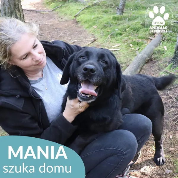 Pies do adopcji, Dąbrówka, 4 października 2026 (1/5)