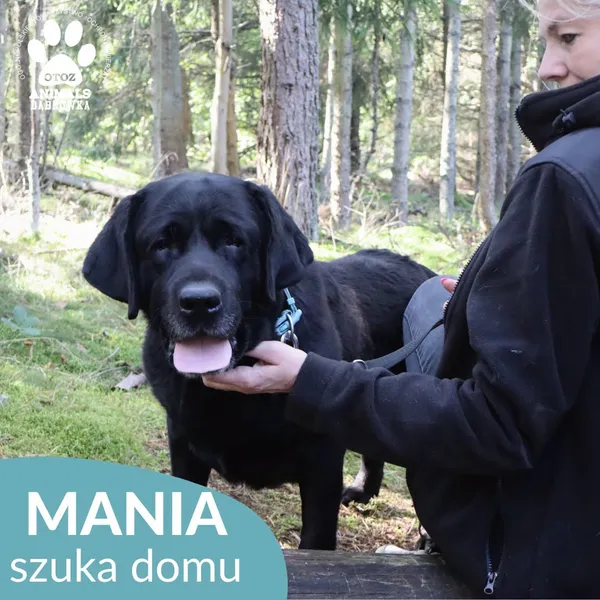 Pies do adopcji, Dąbrówka, 4 października 2026 (2/5)