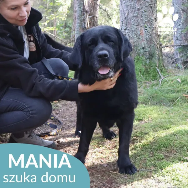 Pies do adopcji, Dąbrówka, 4 października 2026 (3/5)