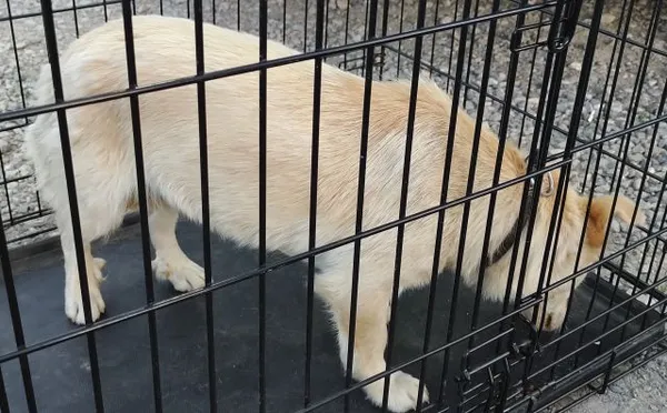 Znaleziono psa, Radom, 27 maja 2025