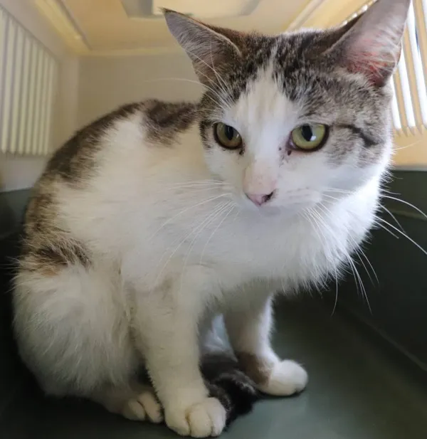 Znaleziono kota, Łódź, 29 maja 2025 (2/2)