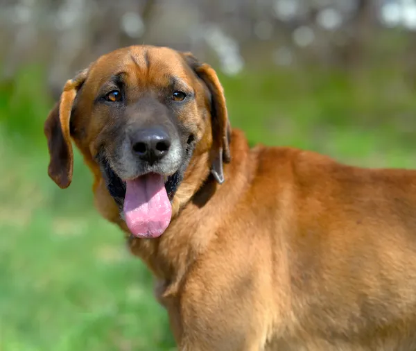 Oddam psa, Gdańsk, Jasień, 30 maja 2025 (3/3)