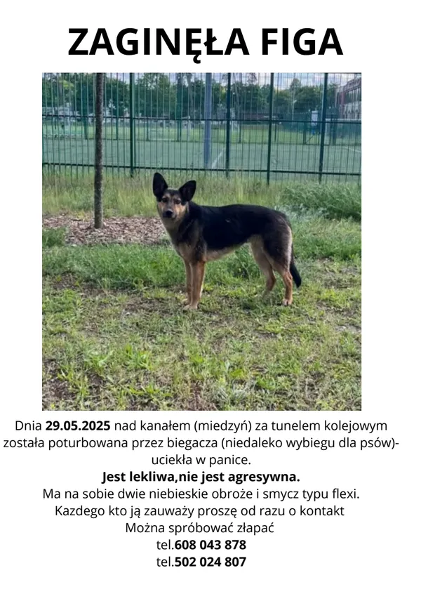 Zaginął pies, Bydgoszcz, Miedzyń, 30 maja 2025