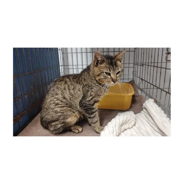 Znaleziono kota, Białystok, 22 maja 2025