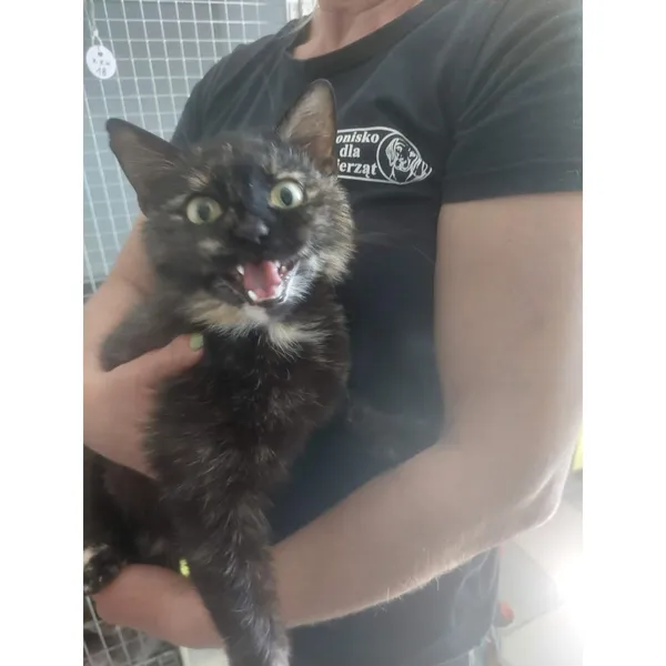 Znaleziono kota, Białystok, 26 maja 2025