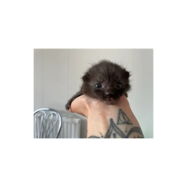 Znaleziono kota, Białystok, 21 maja 2025