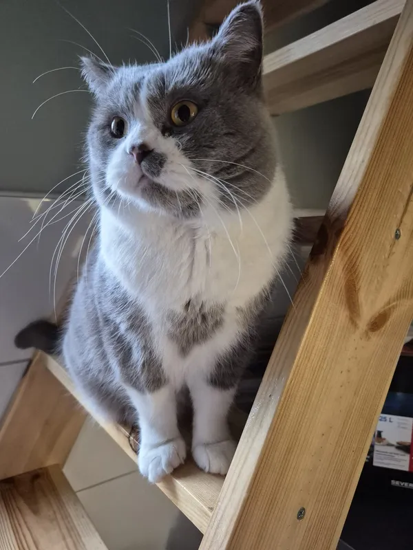 Zaginął kot, Łódź, Ruda Pabianicka, 30 maja 2025 (1/2)