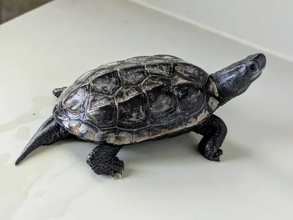 Znaleziono zwierzę, Lublin, 7 maja 2025