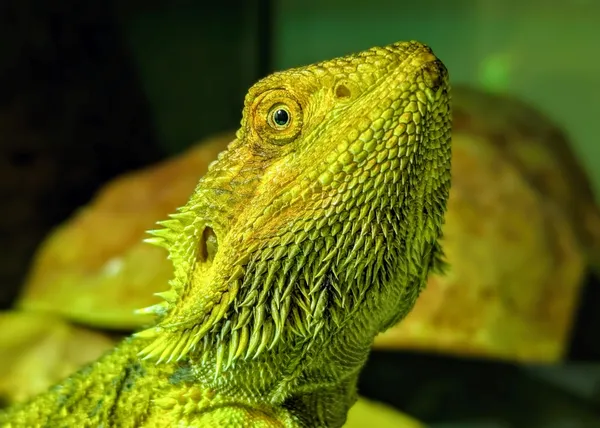 Znaleziono zwierzę, Lublin, 18 maja 2025