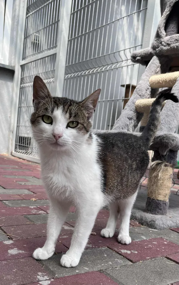 Kot do adopcji, Włocławek, 30 maja 2025 (1/5)