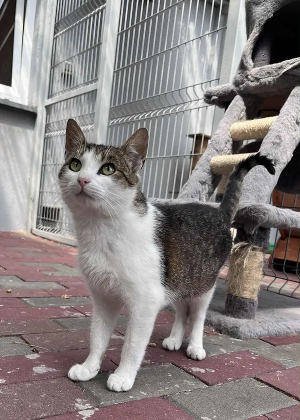 Kot do adopcji, Włocławek, 30 maja 2025 (5/5)