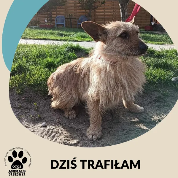 Znaleziono psa, Dąbrówka, 29 maja 2025